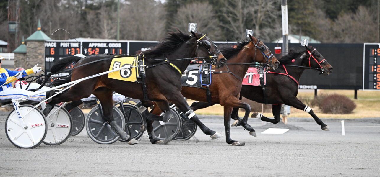 Manofmanymuscles Wins Open Trot at Saratoga on Monday