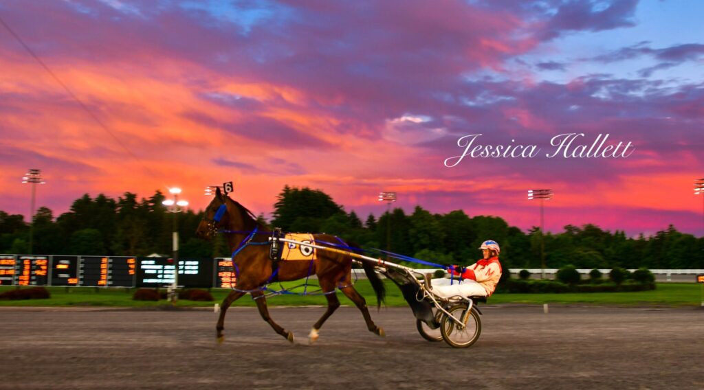 Harness race horse on the track during sunset.