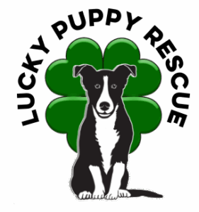 Puppy graphic in front of a green clover.